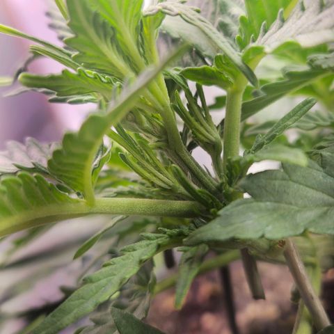The smallest growlog timeline photo