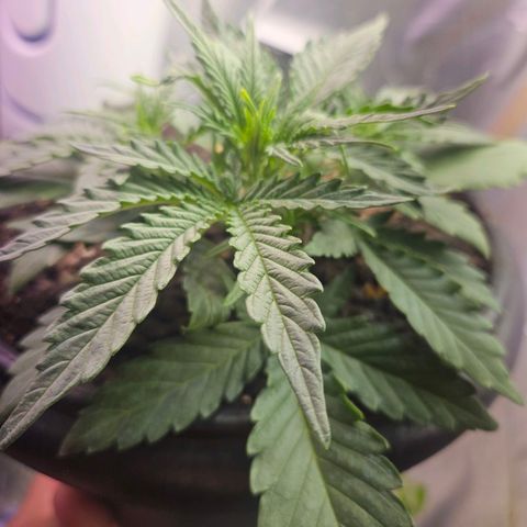 The smallest growlog timeline photo