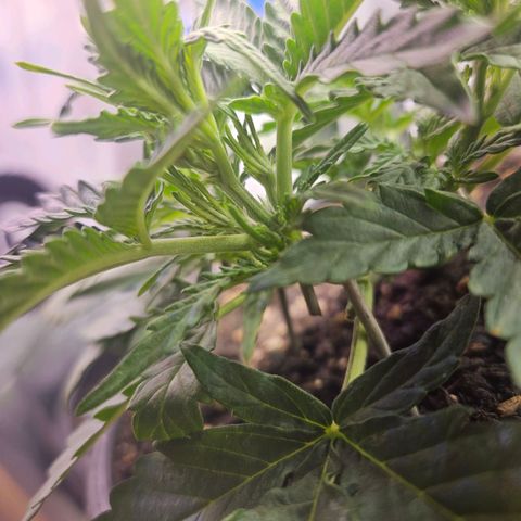 The smallest growlog timeline photo