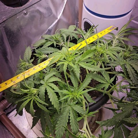 OG Kush Auto growlog timeline photo