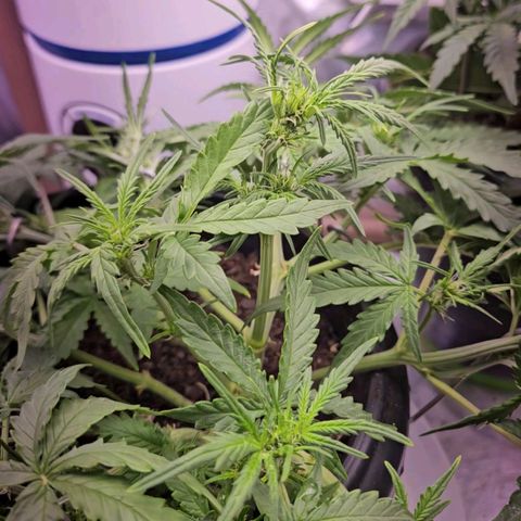 OG Kush Auto growlog timeline photo