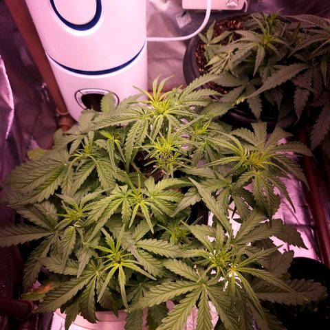 OG Kush Auto growlog timeline photo