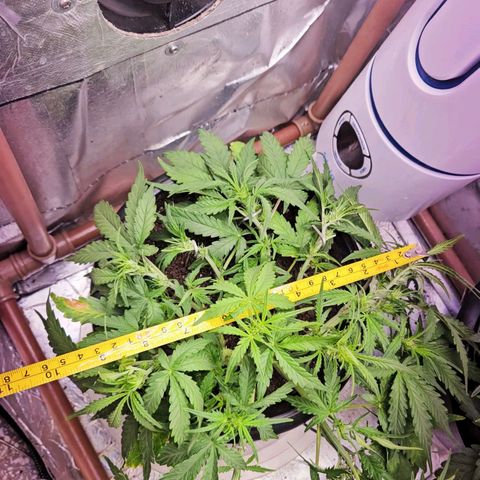 OG Kush Auto growlog timeline photo