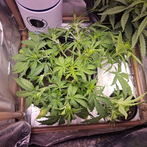 OG Kush Auto growlog timeline photo