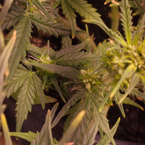 OG Kush Auto growlog photo: galho revertido com STS com sucesso. 