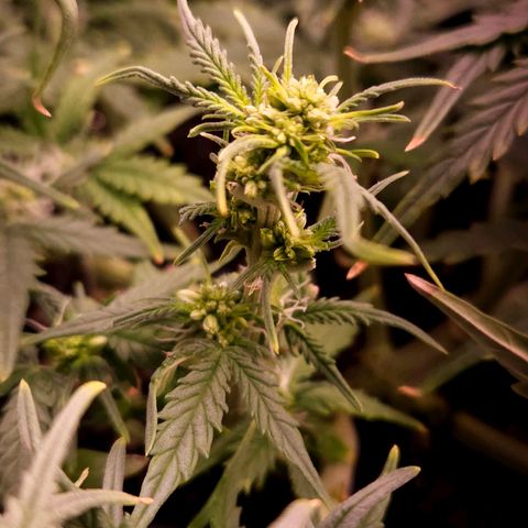 OG Kush Auto growlog photo: galho revertido com STS com sucesso. 