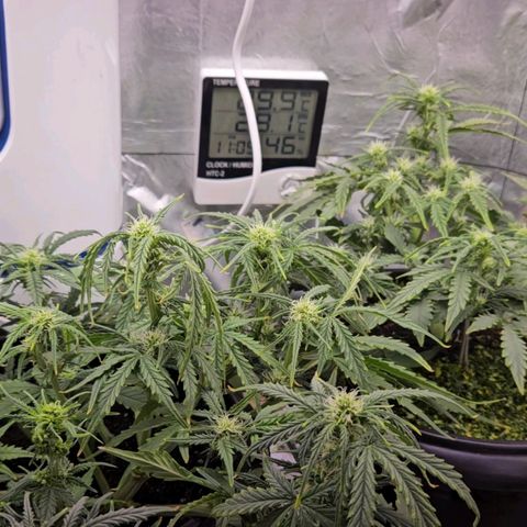 OG Kush Auto growlog photo: galho revertido com STS com sucesso. 