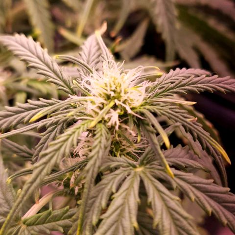 OG Kush Auto growlog photo: galho revertido com STS com sucesso. 
