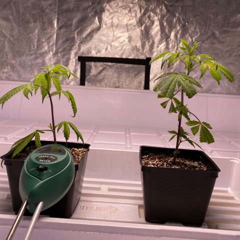 Hubba Bubba Runtz growlog timeline photo