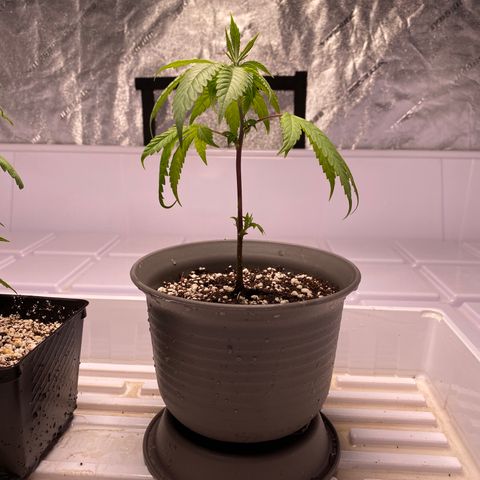 Hubba Bubba Runtz growlog timeline photo