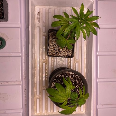 Hubba Bubba Runtz growlog timeline photo