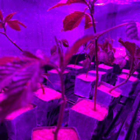 Hubba Bubba Runtz growlog timeline photo