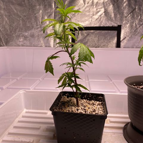 Hubba Bubba Runtz growlog timeline photo