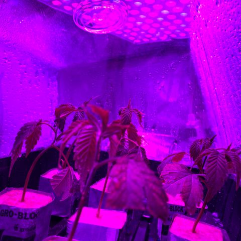 Hubba Bubba Runtz growlog timeline photo