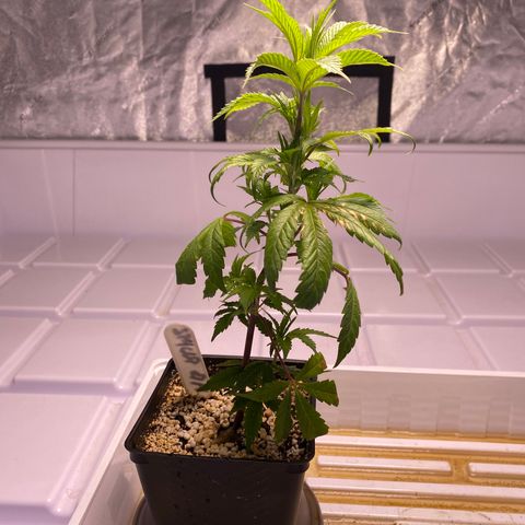 Hubba Bubba Runtz growlog timeline photo