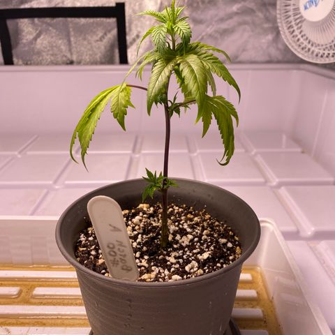 Hubba Bubba Runtz growlog timeline photo