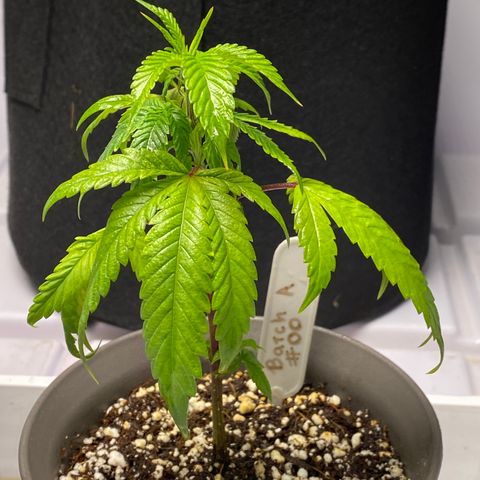 Hubba Bubba Runtz growlog timeline photo