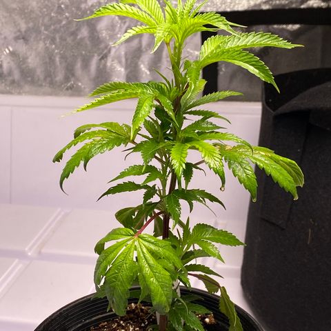 Hubba Bubba Runtz growlog timeline photo