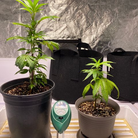Hubba Bubba Runtz growlog timeline photo