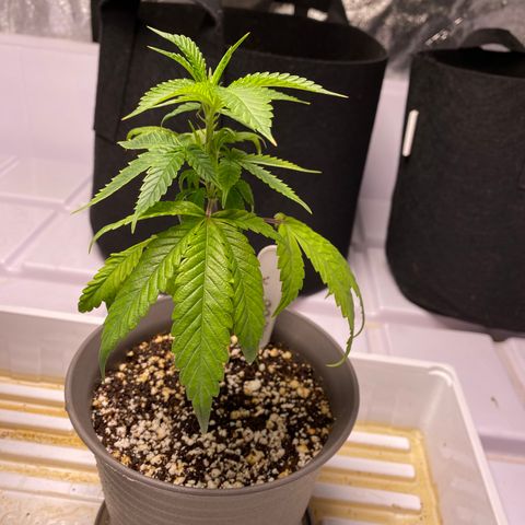 Hubba Bubba Runtz growlog timeline photo