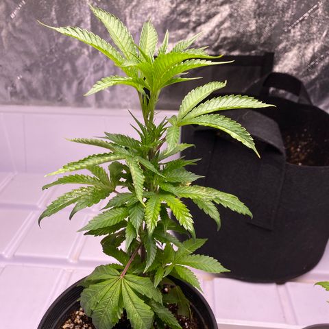 Hubba Bubba Runtz growlog timeline photo