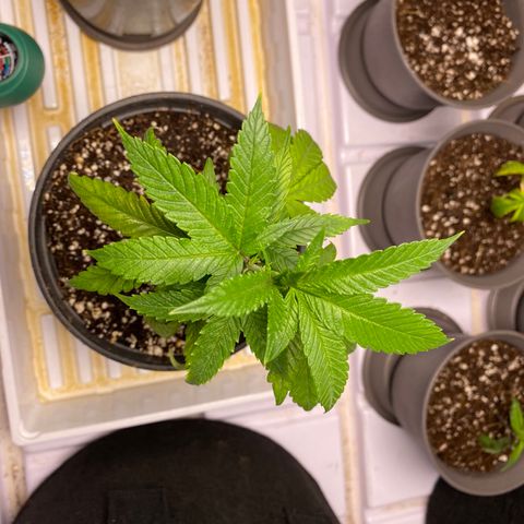 Hubba Bubba Runtz growlog timeline photo