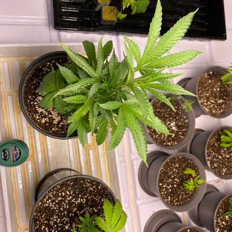 Hubba Bubba Runtz growlog timeline photo