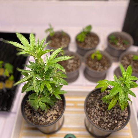 Hubba Bubba Runtz growlog timeline photo