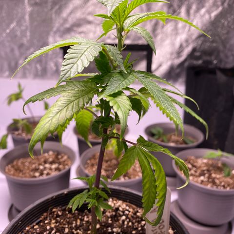 Hubba Bubba Runtz growlog photo: Girls are flourishing now with two light feeds
