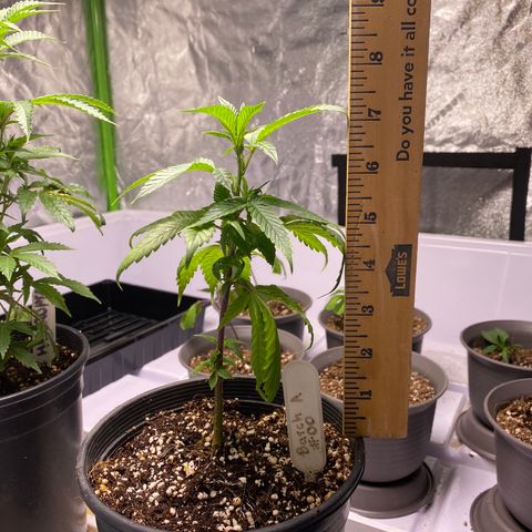 Hubba Bubba Runtz growlog photo: Girls are flourishing now with two light feeds