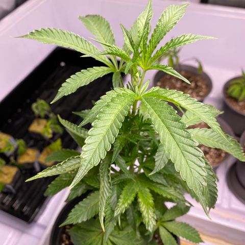 Hubba Bubba Runtz growlog photo: Girls are flourishing now with two light feeds
