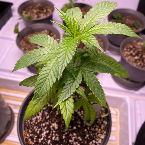 Hubba Bubba Runtz growlog photo: Girls are flourishing now with two light feeds