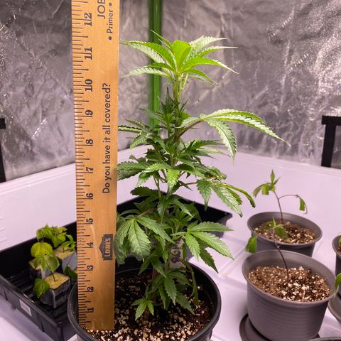 Hubba Bubba Runtz growlog photo: Girls are flourishing now with two light feeds