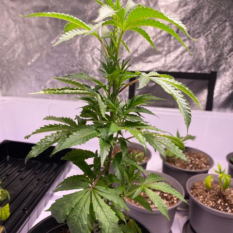 Hubba Bubba Runtz growlog photo: Girls are flourishing now with two light feeds