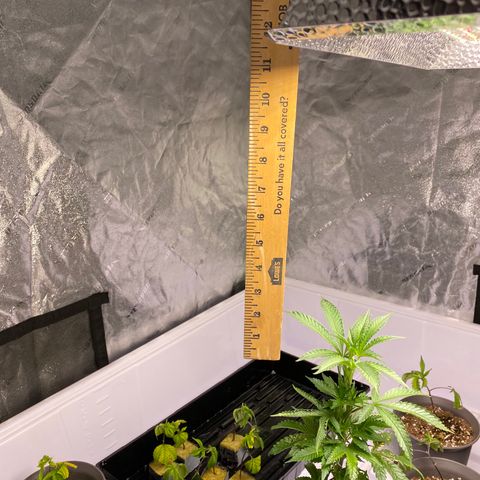 Hubba Bubba Runtz growlog photo: Girls are flourishing now with two light feeds