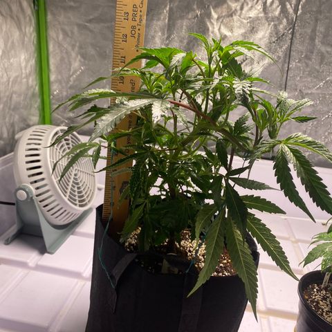 Hubba Bubba Runtz growlog timeline photo
