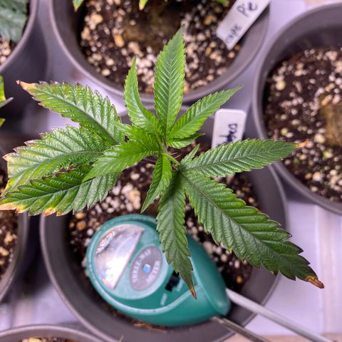 Hubba Bubba Runtz growlog timeline photo