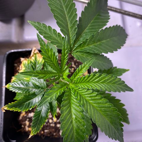 Hubba Bubba Runtz growlog timeline photo