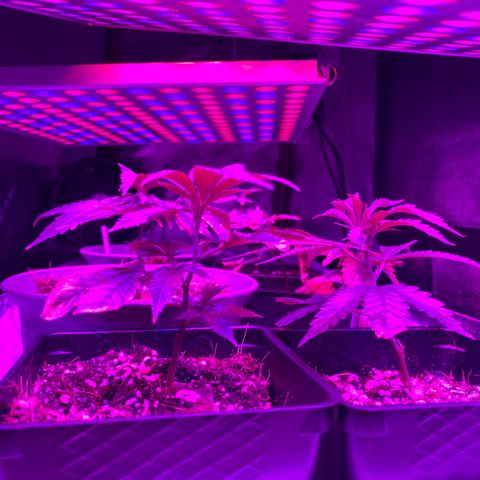 Hubba Bubba Runtz growlog timeline photo