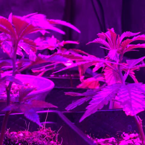 Hubba Bubba Runtz growlog timeline photo