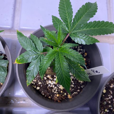 Hubba Bubba Runtz growlog timeline photo