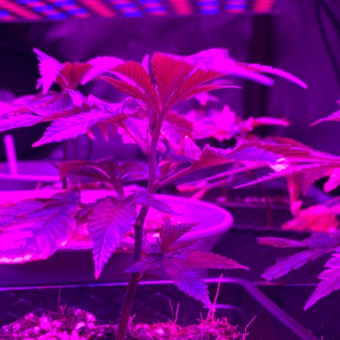 Hubba Bubba Runtz growlog timeline photo