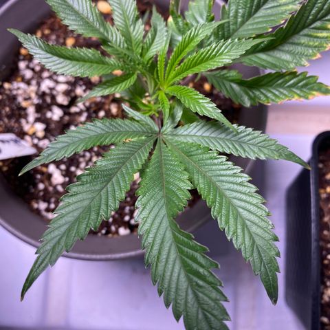 Hubba Bubba Runtz growlog timeline photo
