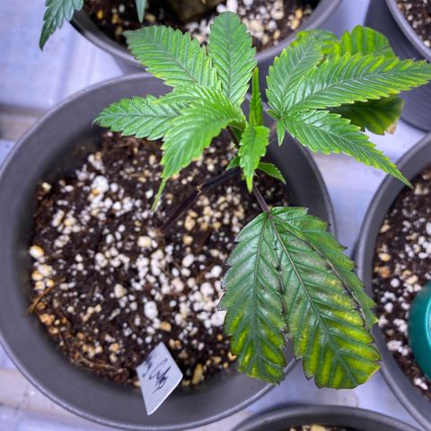 Hubba Bubba Runtz growlog timeline photo
