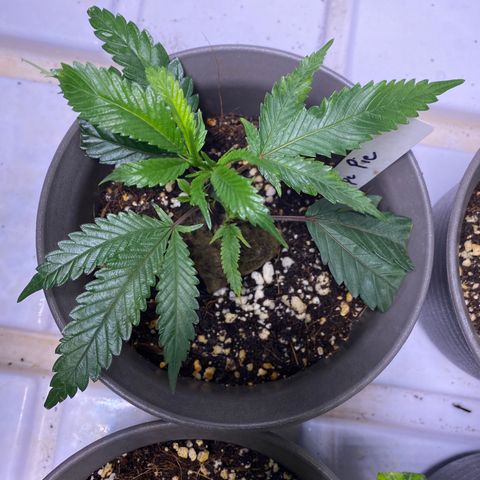Hubba Bubba Runtz growlog timeline photo