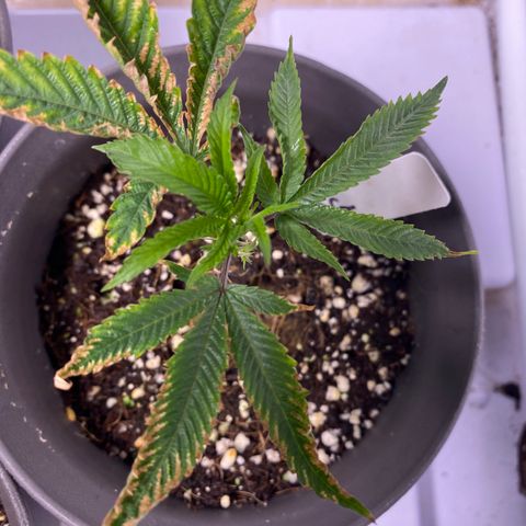 Hubba Bubba Runtz growlog timeline photo