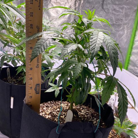 Hubba Bubba Runtz growlog timeline photo