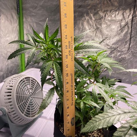 Hubba Bubba Runtz growlog timeline photo
