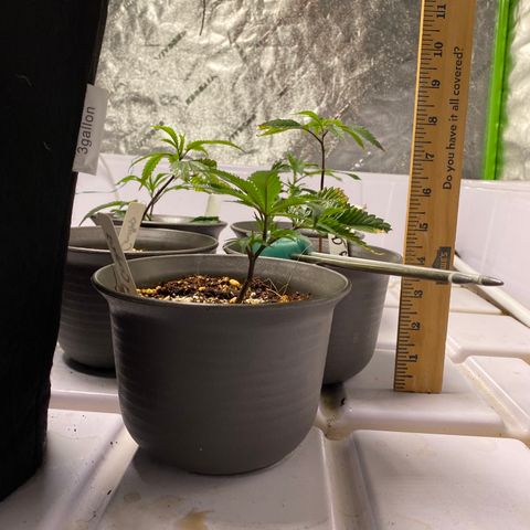 Hubba Bubba Runtz growlog timeline photo