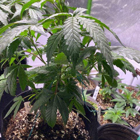 Hubba Bubba Runtz growlog timeline photo